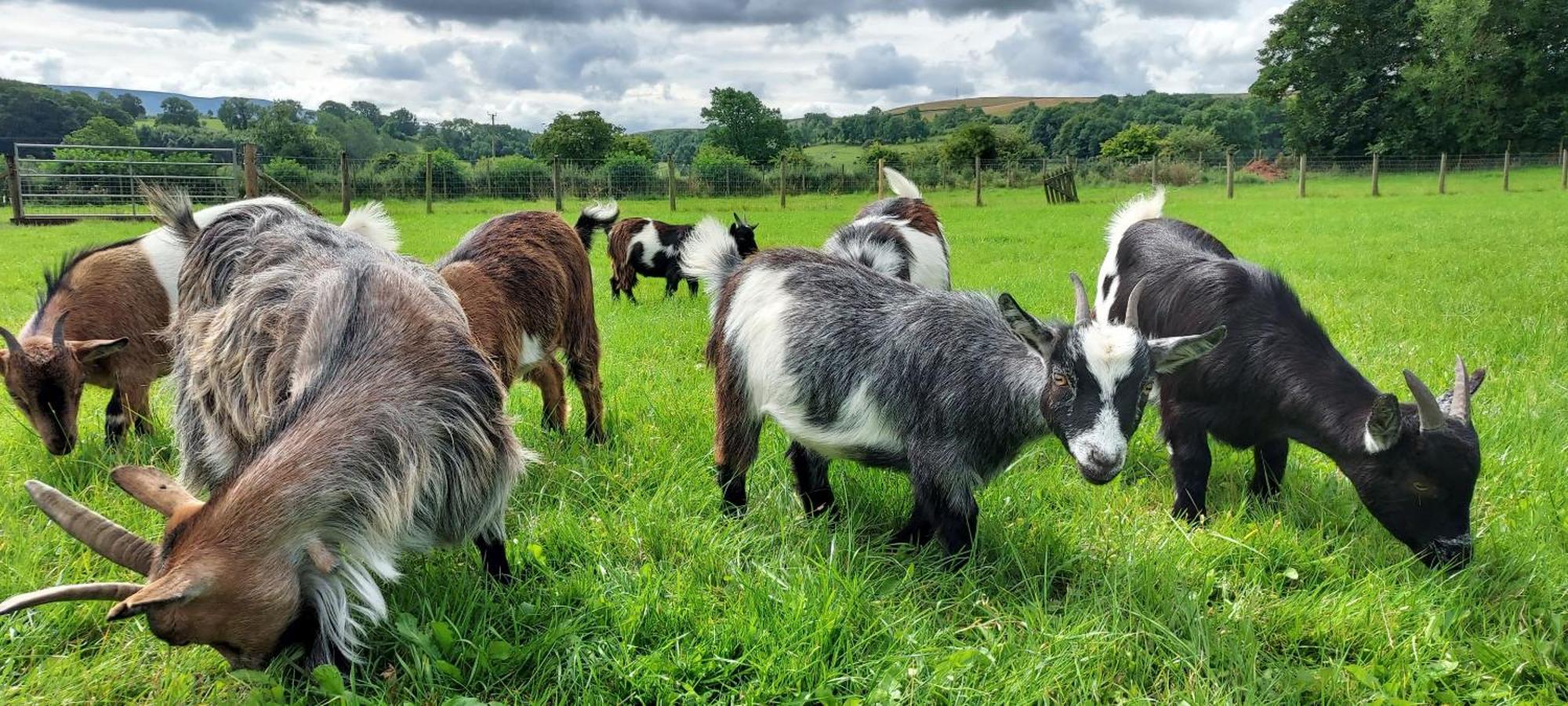 Sandwath Farm By Wigwam Holidays Kirkby Stephen Esterno foto